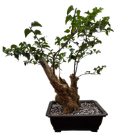 Bougainvillea - Pre-bonsai specimen (red) BO-107-P